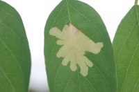 Parectopa robiniella