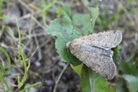 Rhyacia simulans
