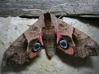 Smerinthus ocellatus