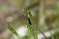 Aproaerema patruella