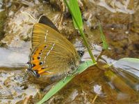 Satyrium pruni