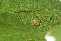 Stigmella speciosa
