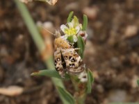 Tebenna micalis