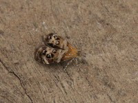 Tebenna micalis