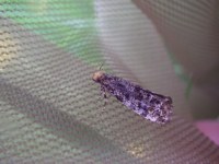 Triaxomera parasitella