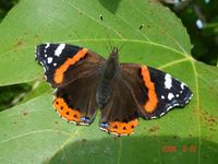 Vanessa atalanta