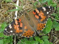 Vanessa cardui