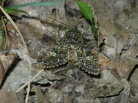 Valeria jaspidea