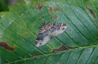 Xanthorhoe ferrugata
