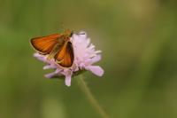Thymelicus sylvestris