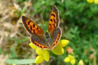 Lycaena phlaeas