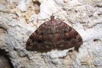 Triphosa dubitata