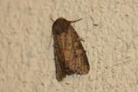 Luperina testacea