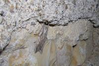 Lithophane leautieri