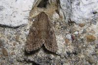 Fissipunctia ypsillon