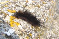 Arctia testudinaria