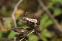 Ancylis comptana