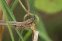 Diurnea lipsiella
