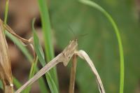 Diurnea lipsiella