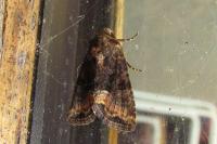 Oligia latruncula