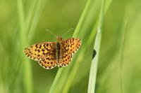 Boloria dia