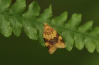 Epagoge grotiana