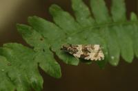 Celypha cespitana