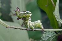 Abrostola triplasia