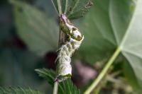 Abrostola triplasia