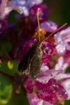 Lecithocera nigrana