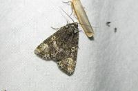 Craniophora ligustri