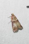 Acrobasis tumidana