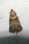 Acrobasis tumidana