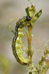 Cydalima perspectalis