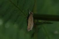 Helcystogramma lutatella