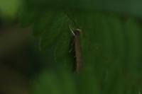 Helcystogramma lutatella