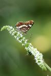 Araschnia levana
