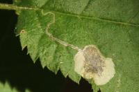 Stigmella plagicolella