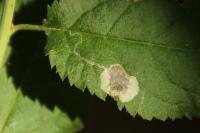 Stigmella plagicolella