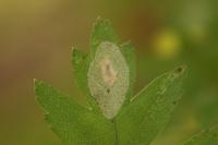 Phyllonorycter corylifoliella