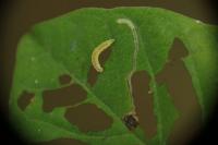 Bucculatrix frangutella