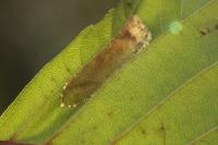 Phyllonorycter klemannella