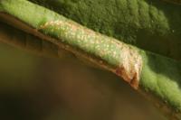 Phyllonorycter klemannella