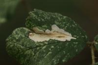 Coptotriche marginea