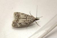 Eudonia lacustrata