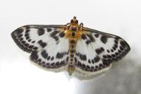 Anania hortulata