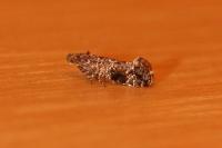 Acrolepia autumnitella