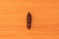 Acrolepia autumnitella