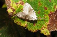 Meganola albula