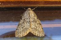 Tephronia sepiaria